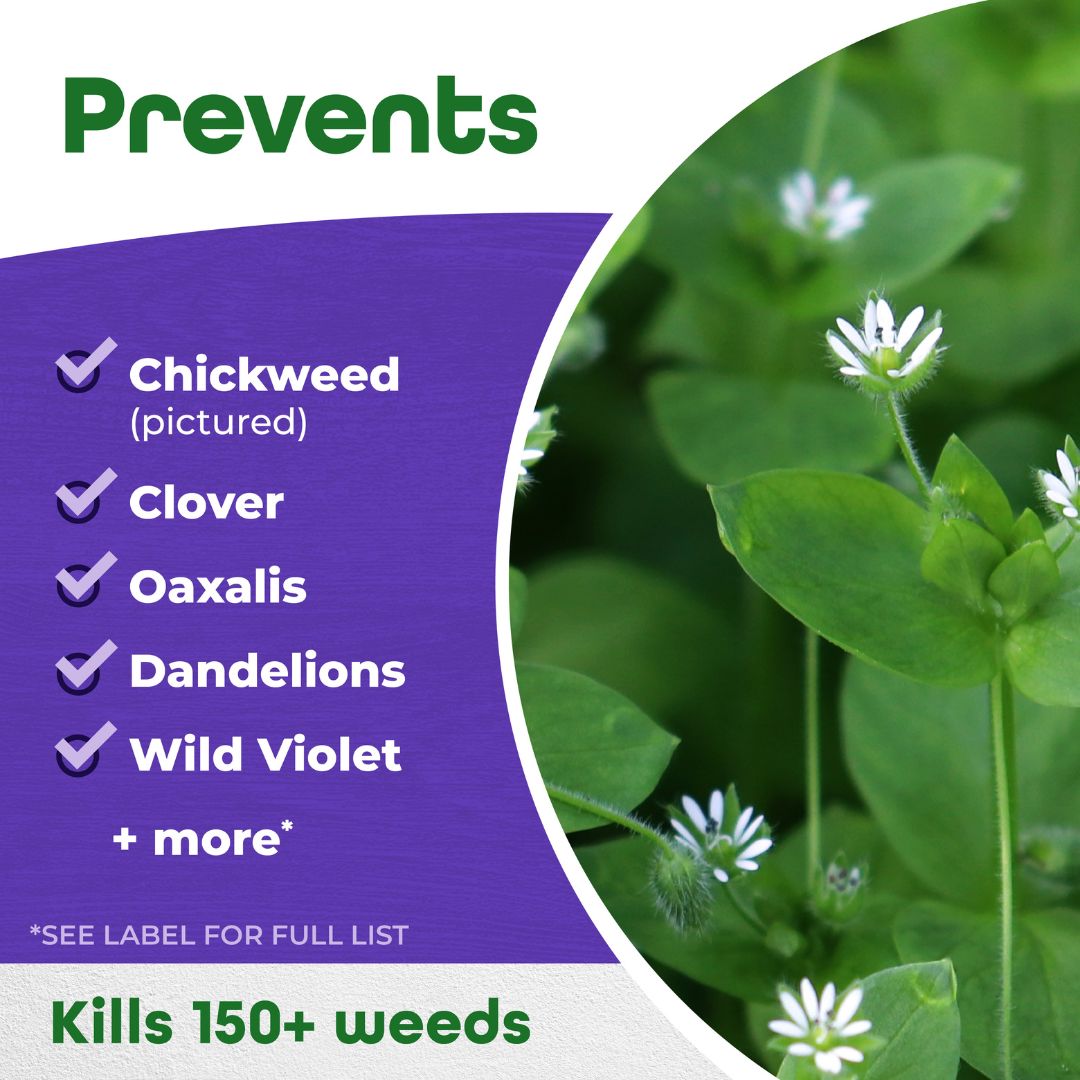 Chickweed, Clover & Oxalis Killer Spray – Bonide – 1 Gal